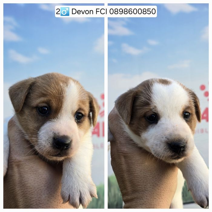 Джак Ръсел, родословие