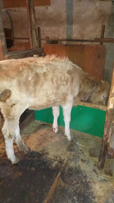 Продамм телочкуу