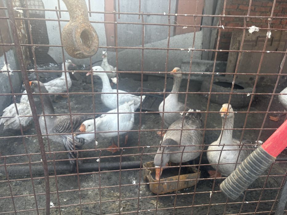 Гуси.   домашние