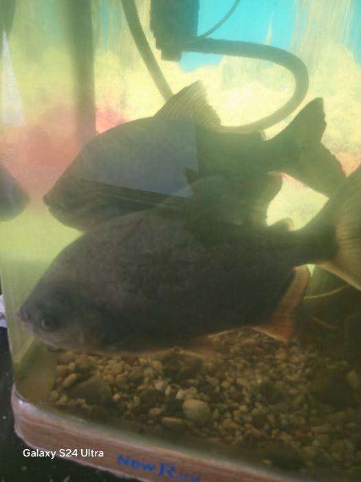 Аквариумные рыбки