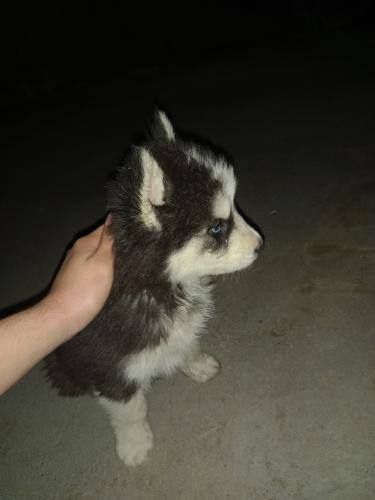 Xaski it sotladi arzon ayiq dak 3 yow erkak