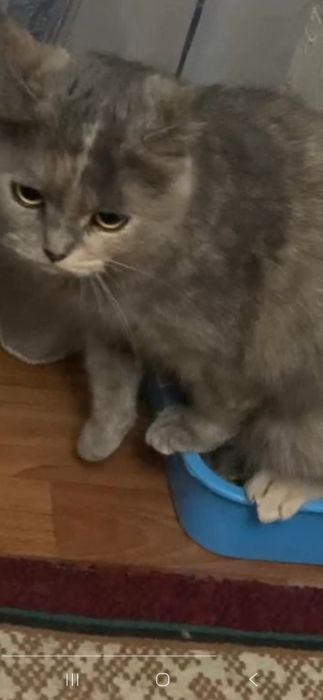 Породистая, молодая кошечка бесплатно