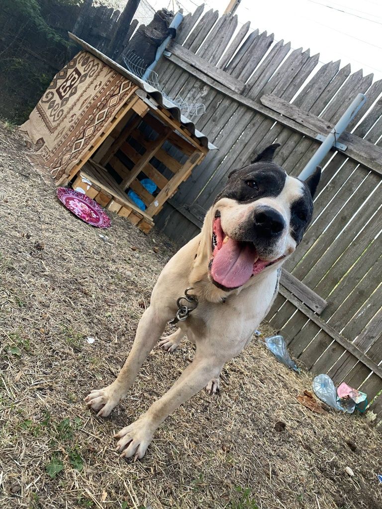 Dau spre adopție câine unei familii iubitoare
