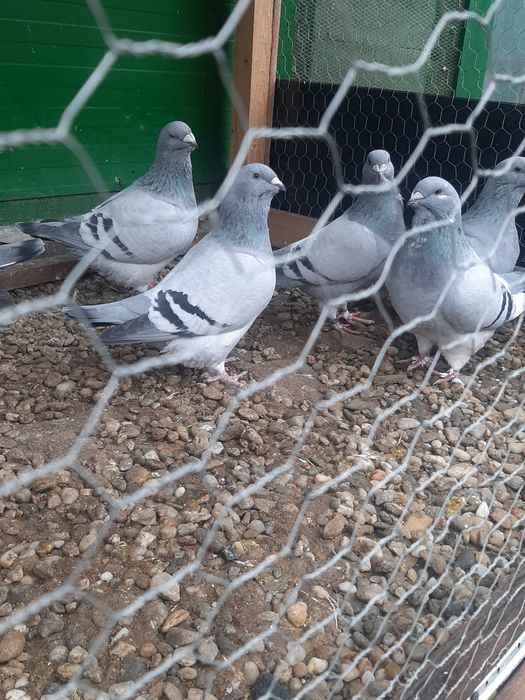 Vând porumbei jucători de Amara