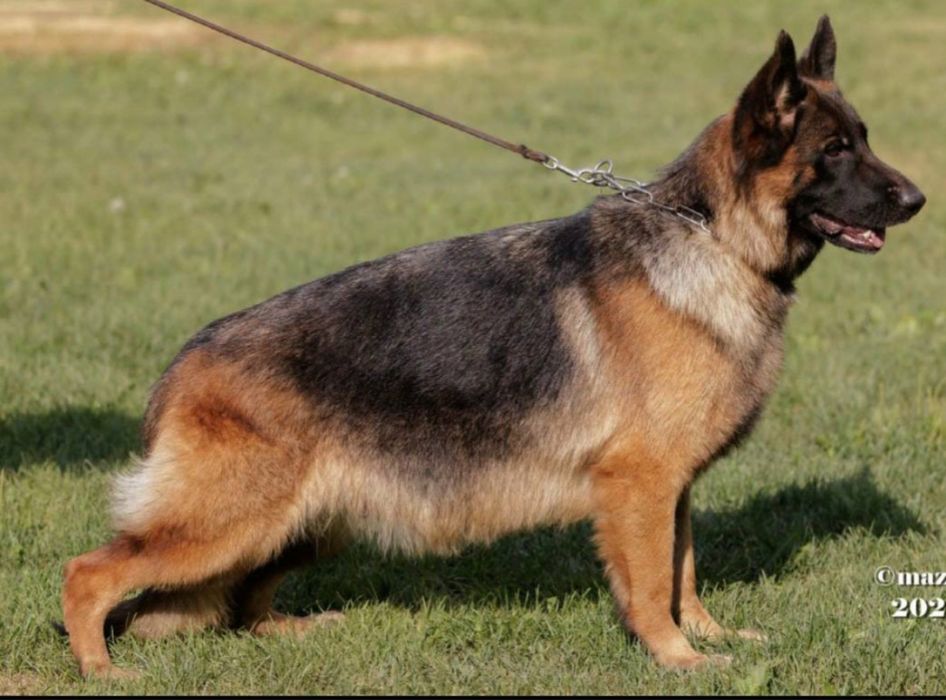Немецкая овчарка