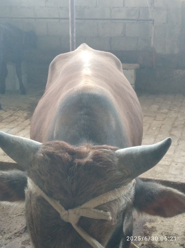 Buqa sotiladi tezda