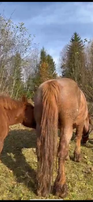 De vanzare iap gestanta  iapa se vinde si cu manza si fara !