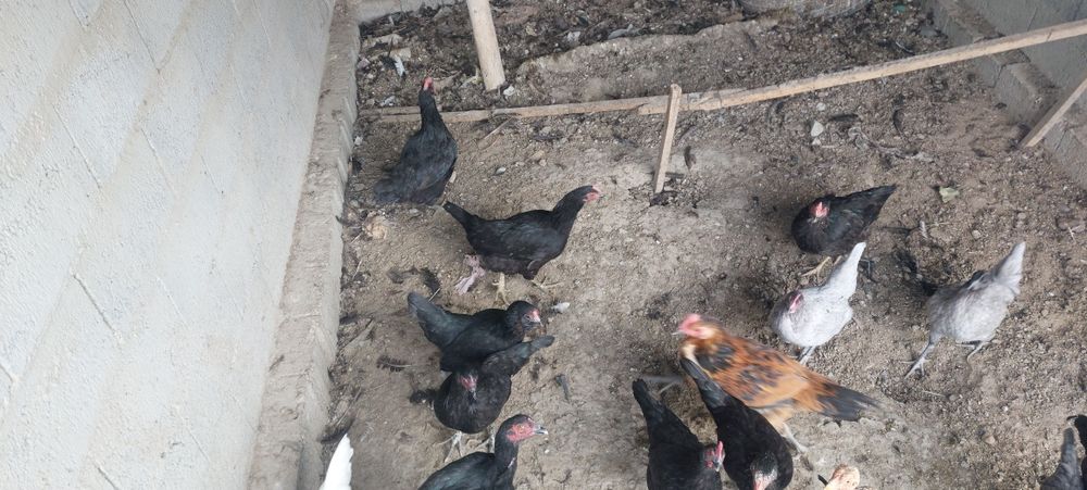 Qora tavuqla sotiladi 10ta