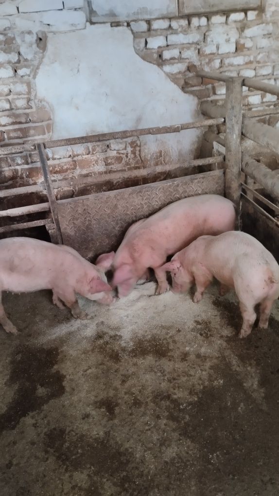 Продавам 12 бр.Прасета българска  бяла.Мъжките са скопени.