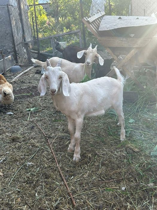 Англо- нубийские козлята