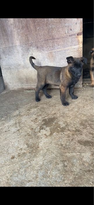 Pui de ciobanesc belgian malinois