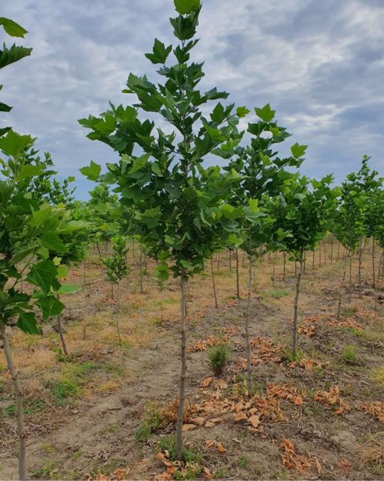 Prunus rosu platan englezesc mesteacan oriunde in tara oferta