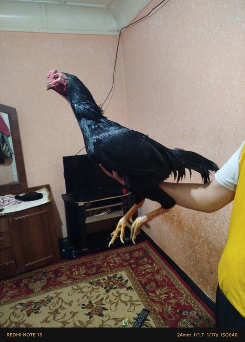 Dakan uji tulak bolgan