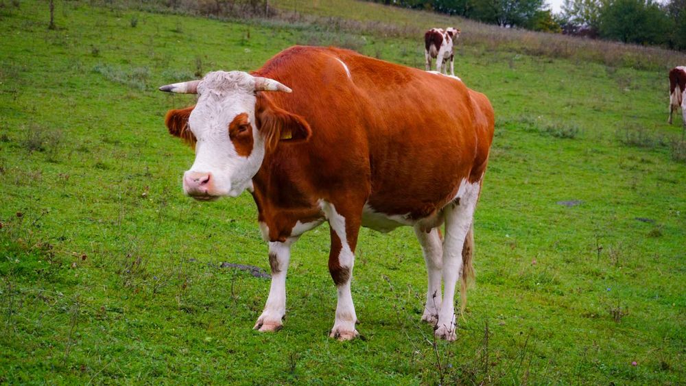 Vacă de  vânzare sau schimb cu oi