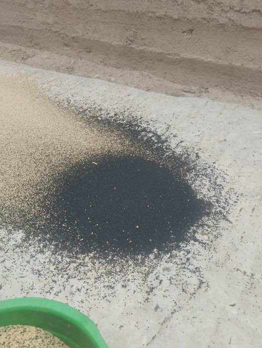 Семена лука пондора