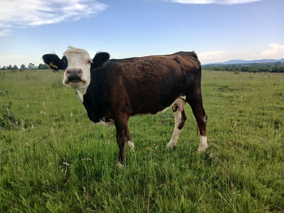 Vacii de vânzare toate tinere