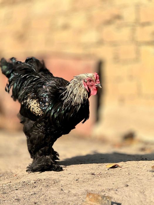 Продаются куры породы БРАМА