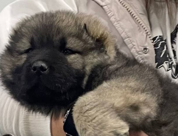 Кавказские овчарки