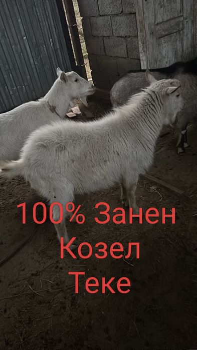 Продам чистокровный коз порода цены разные зависимости от возраста
