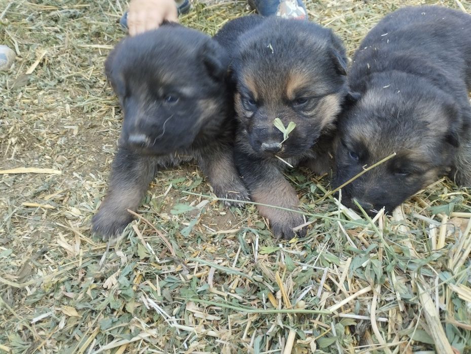 Afcharka bolalari sotiladi