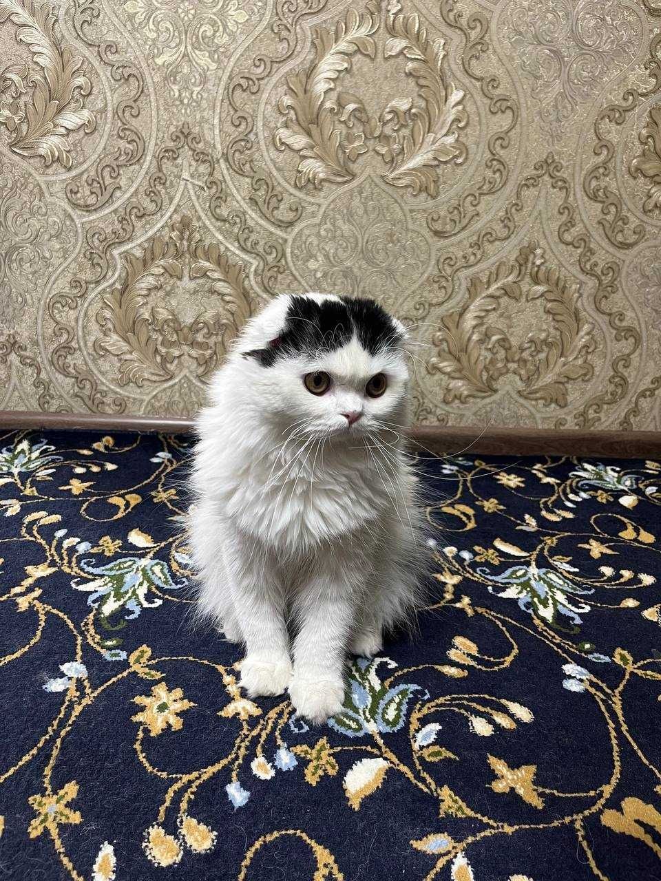 Вязкага скотиш фолд элит