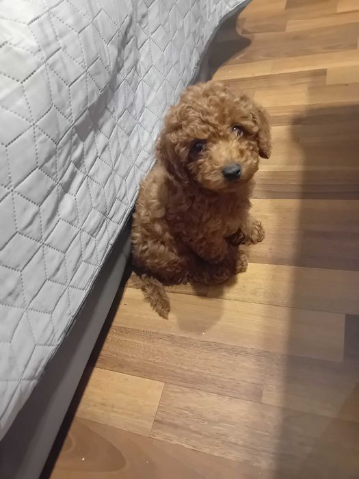 Куче Пудел той..