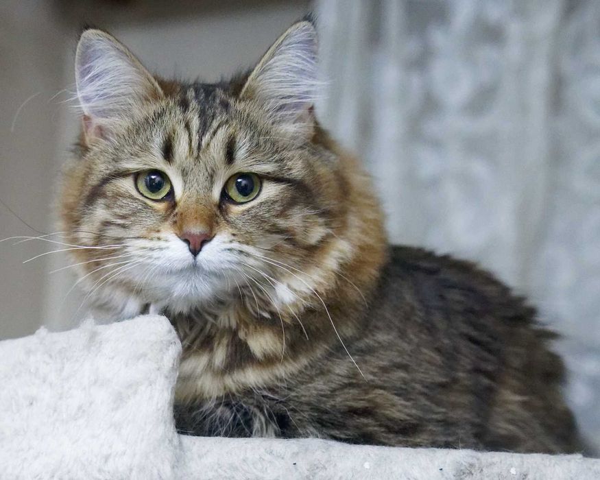 Pui pisica siberiana cu pedigree - Felisa Autorizata