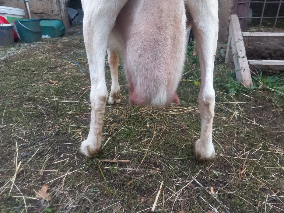 Vând capra Zannen bună de lapte