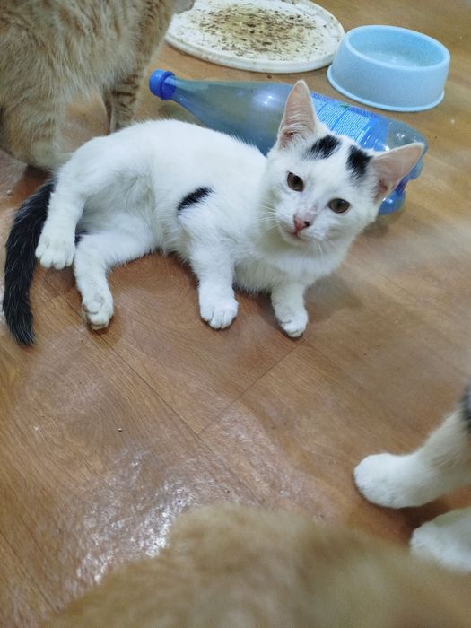 Мушукчалар хадяга берилади