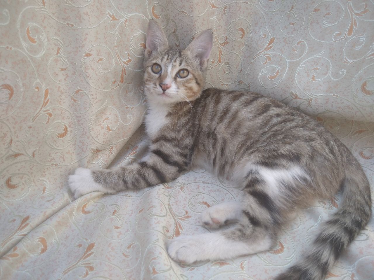 Котята, только ОТВЕТСТВЕННЫМ людям!