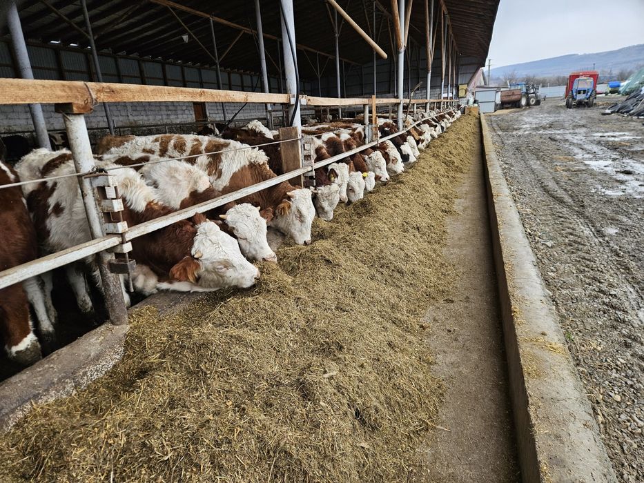 Vitele si vitei de vanzare..