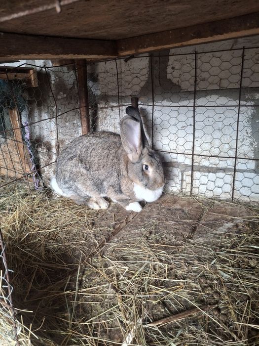 Iepurii de vanzare !