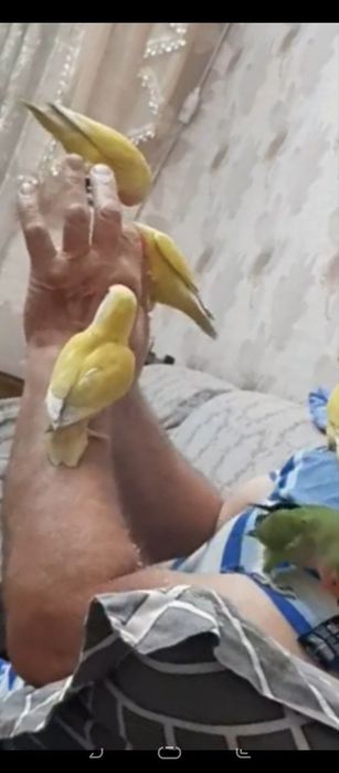 Попугаи неразлучники
