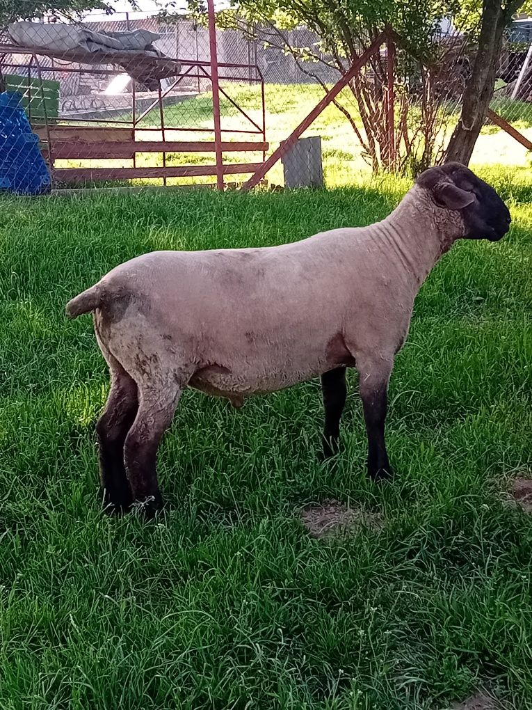 Se vinde berbec de un an și trei luni  foarte frumos