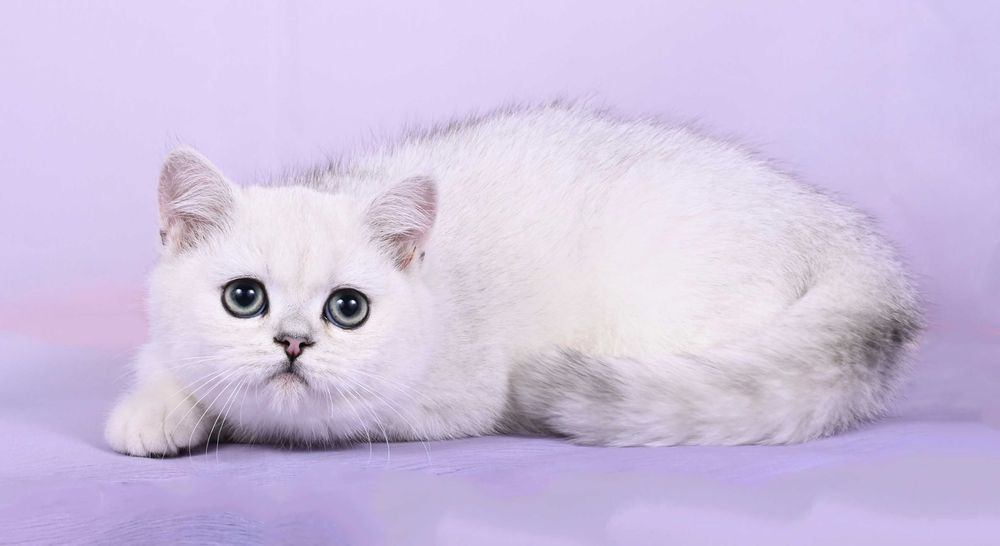 Pisicuță British Shorthair Silver Chinchilla  cu pedigree