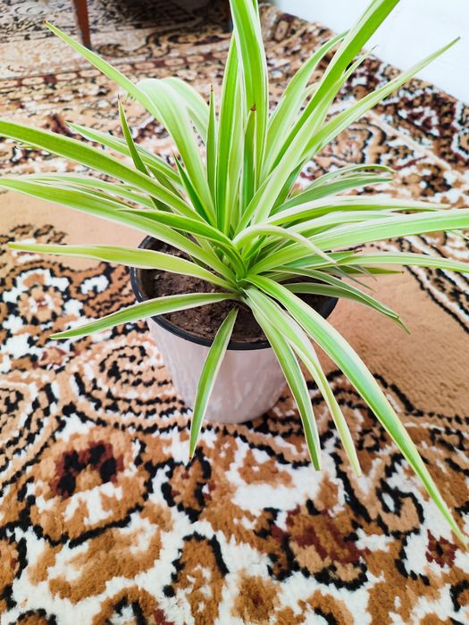 Цветок комнатный Хлорофитум 25000