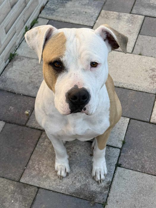 Donez Amstaff - varsta 1 an si 7 luni