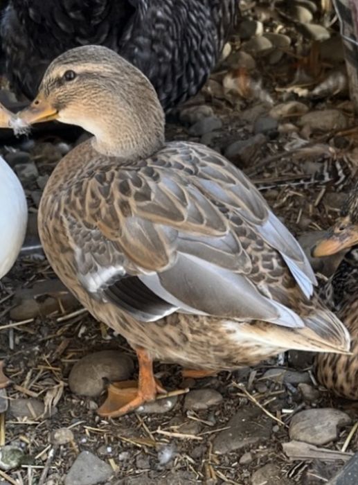 Rață Pitică Olandeză de vânzare