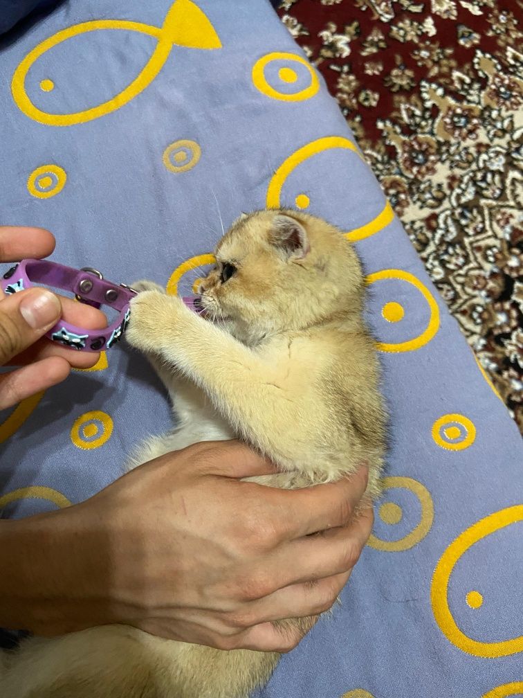 Продаётся котёнок