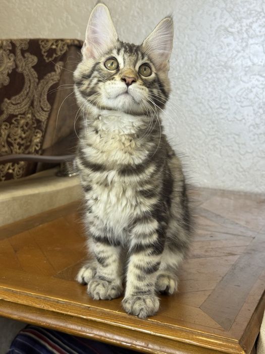 Мейн-кун котята продаётся