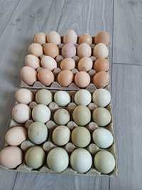 Ouă PT incubat sau consum de la găinile din imagine