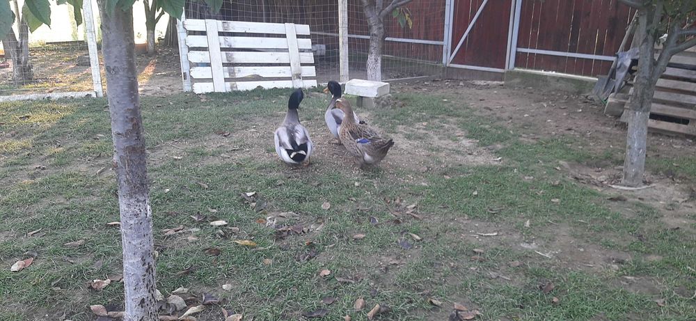 Vand ratoi  rasa mixta Rouene