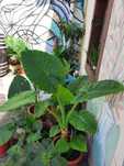 Plante decorative