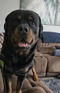 Femela  rottweiler