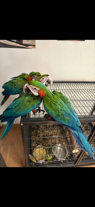 Pui papagal ara araruna