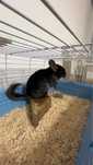 chinchilla neagra