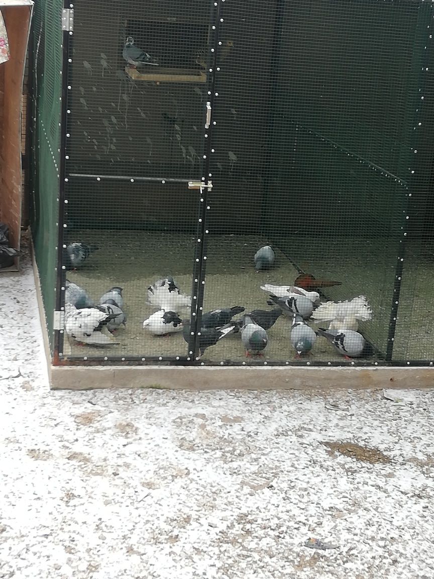 Vând porumbei voiajori maturi