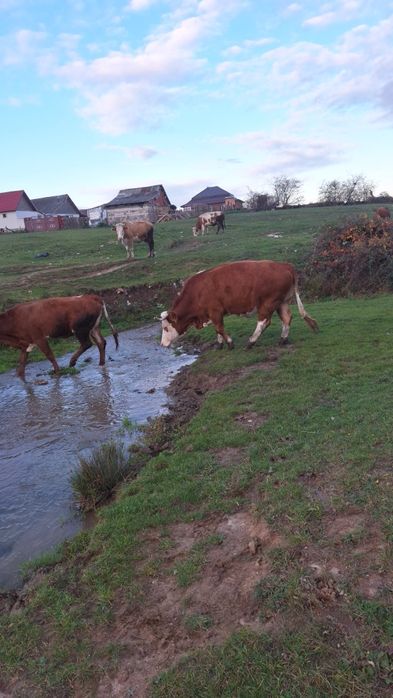 Vând 10 vaci diferite varste