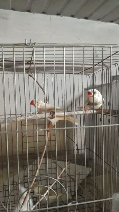 Амадинка чубатий кушла