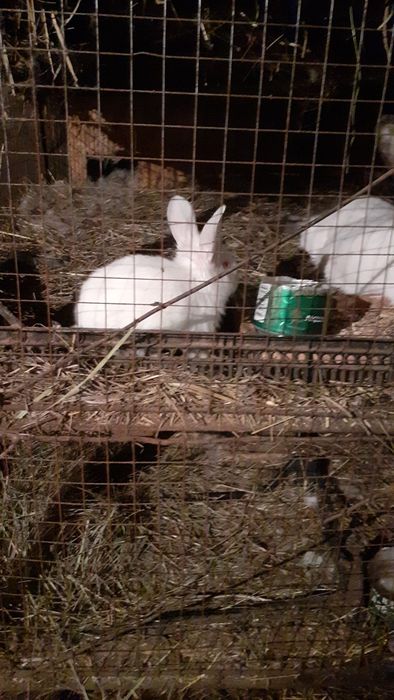 Продам кроликов калифорнийских